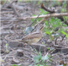 Wryneck