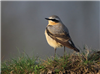 Wheatear