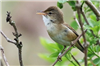 Reed Warbler