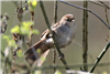 Cetti's Warbler