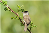 Blackcap