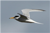 Little Tern