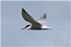 Common Tern