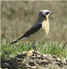 Wheatear