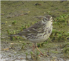 Meadow Pipit