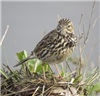 Meadow Pipit