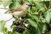 Garden Warbler