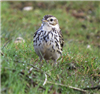 Meadow Pipit