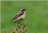 Whinchat