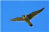 Peregrine