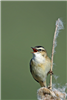 Sedge Warbler