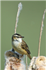 Sedge Warbler