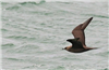 Arctic Skua