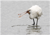 Spoonbill