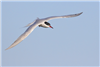 Common Tern