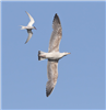 Common Tern