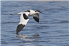 Avocet