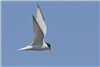 Little Tern