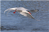 Common Tern