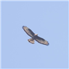 Honey-buzzard