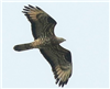 Honey-buzzard