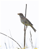 Corn Bunting