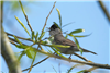 Blackcap