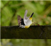 Grey Wagtail