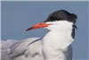 Common Tern