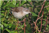 Whitethroat