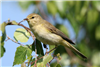 Willow Warbler