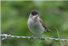 Blackcap