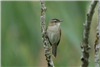 Sedge Warbler