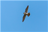 Peregrine