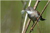 Whitethroat