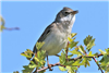 Lesser Whitethroat