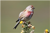 Linnet