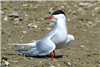 Common Tern