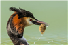 Great Crested Grebe