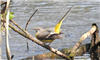 Grey Wagtail