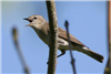 Garden Warbler