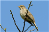 Corn Bunting