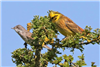 Yellowhammer