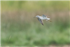 Marsh Sandpiper