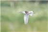 Marsh Sandpiper