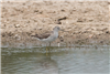 Marsh Sandpiper