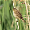 Reed Warbler