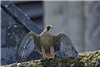 Peregrine