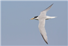 Little Tern