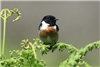 Stonechat